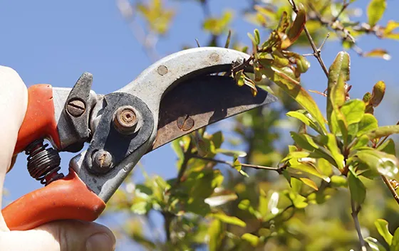 Professional tree pruning by expert arborists for improved tree health and structure.