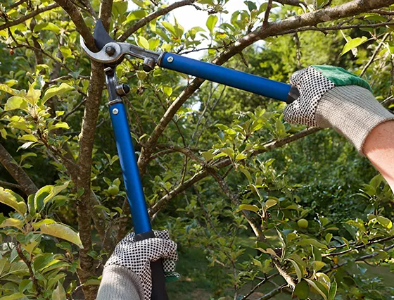 Professional tree trimming company enhancing tree health and appearance.