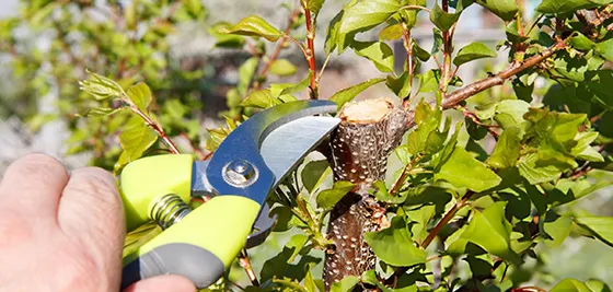 Expert tree trimming for healthier, well-maintained trees.